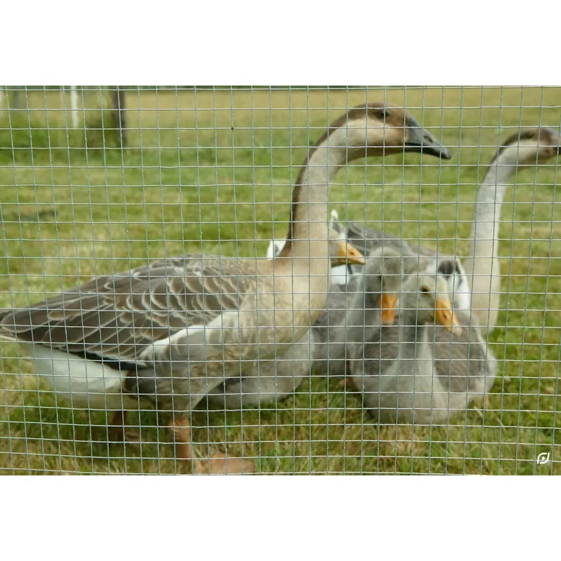 gaas tuin voliere aravis verzinkt-3